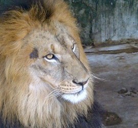 Lion at Jamaica Zoo